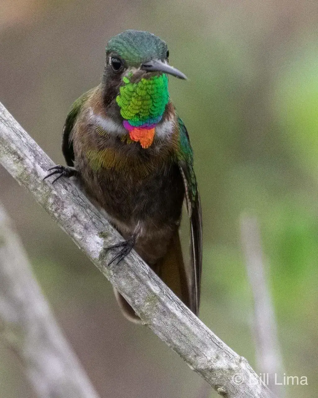 Hummingbird with a green throat and orange tie perched on a branch