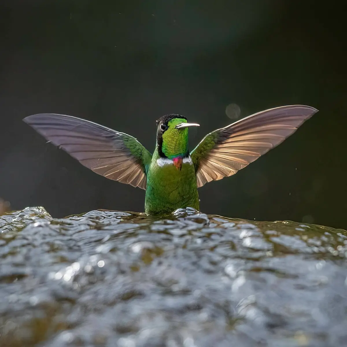 Hooded visorbearer hummingbird with open wings bathing on a wet rock