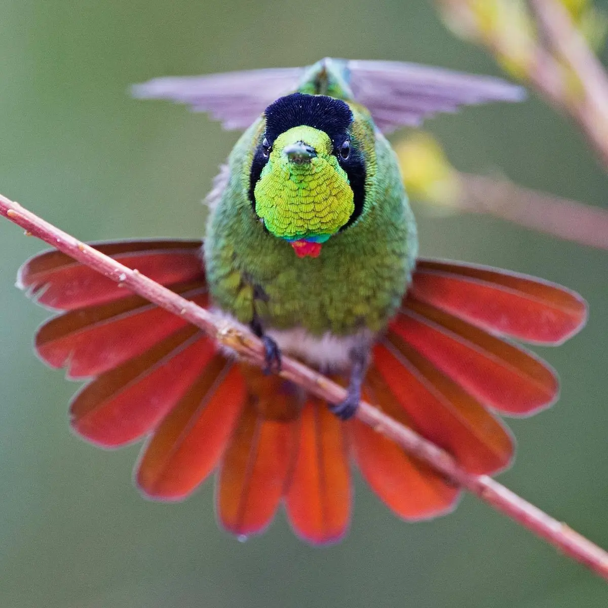Hooded visorbearer hummingbird perched on a branch with its red tail fanned out