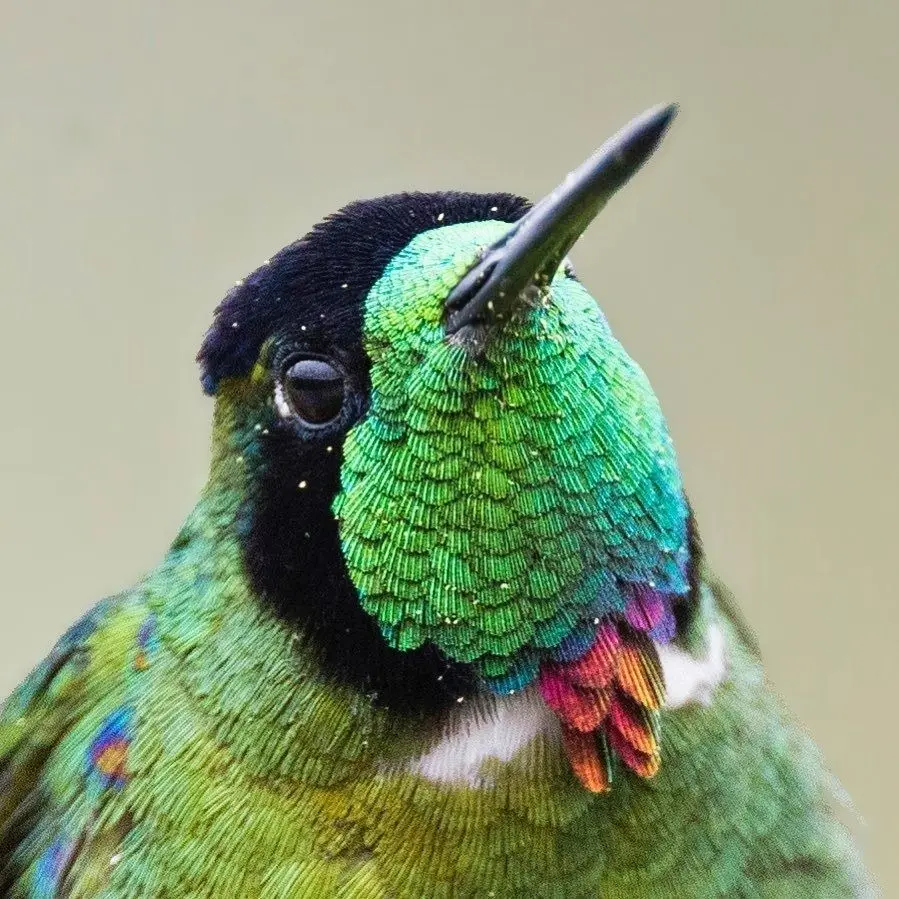 Close-up of a hooded visorbearer hummingbird