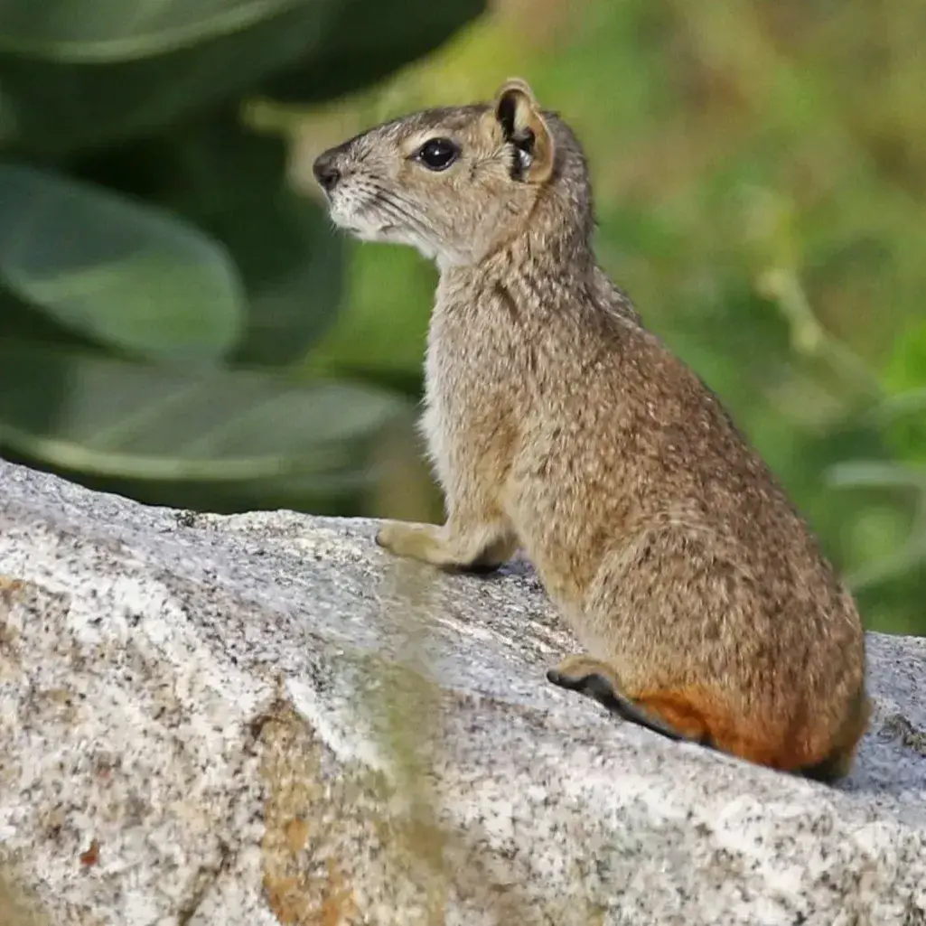 Rock cavy on a rock