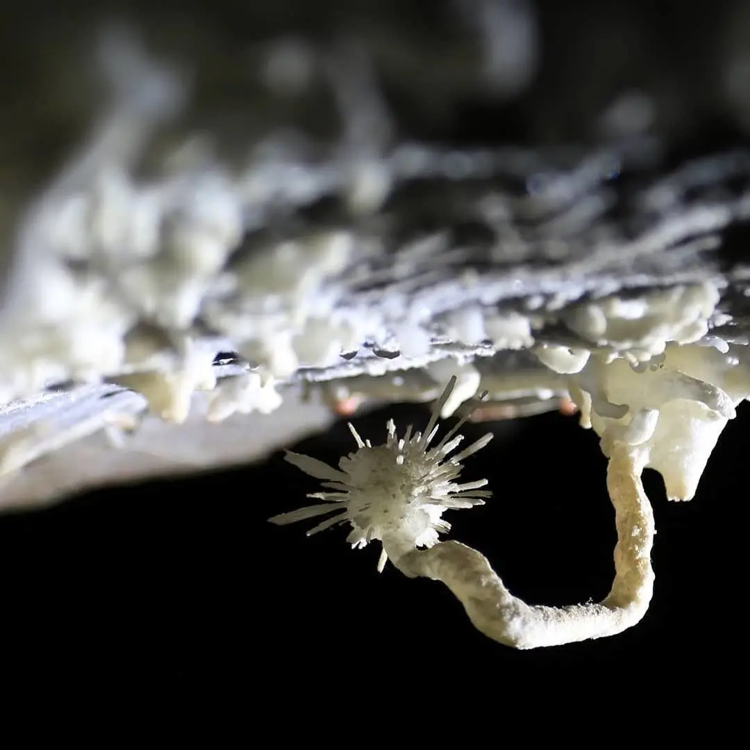Close-up of thin limestone formations growing on a cave ceiling
