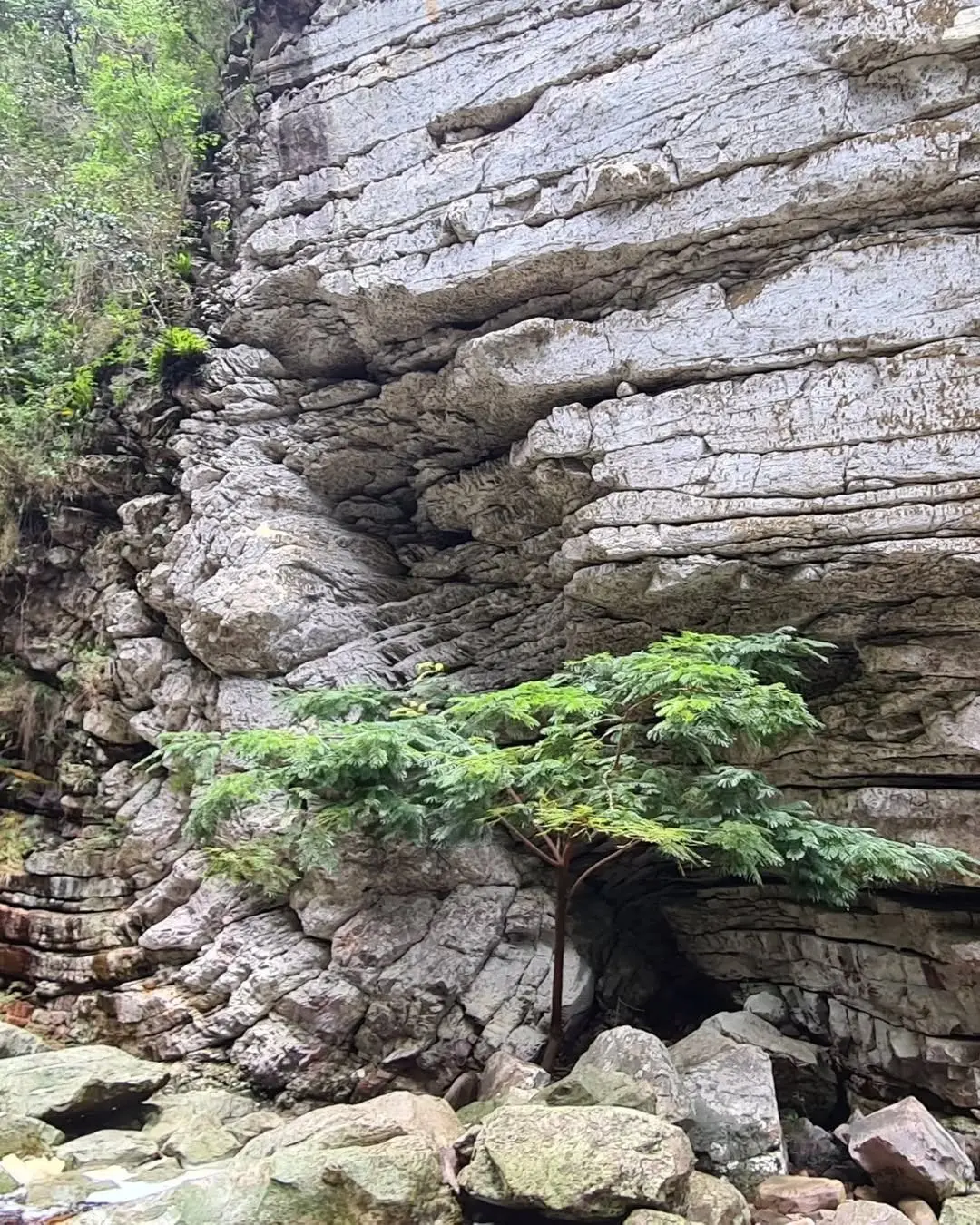 Pale layered rock wall with a tree at its base, on the Sossego Waterfall trail