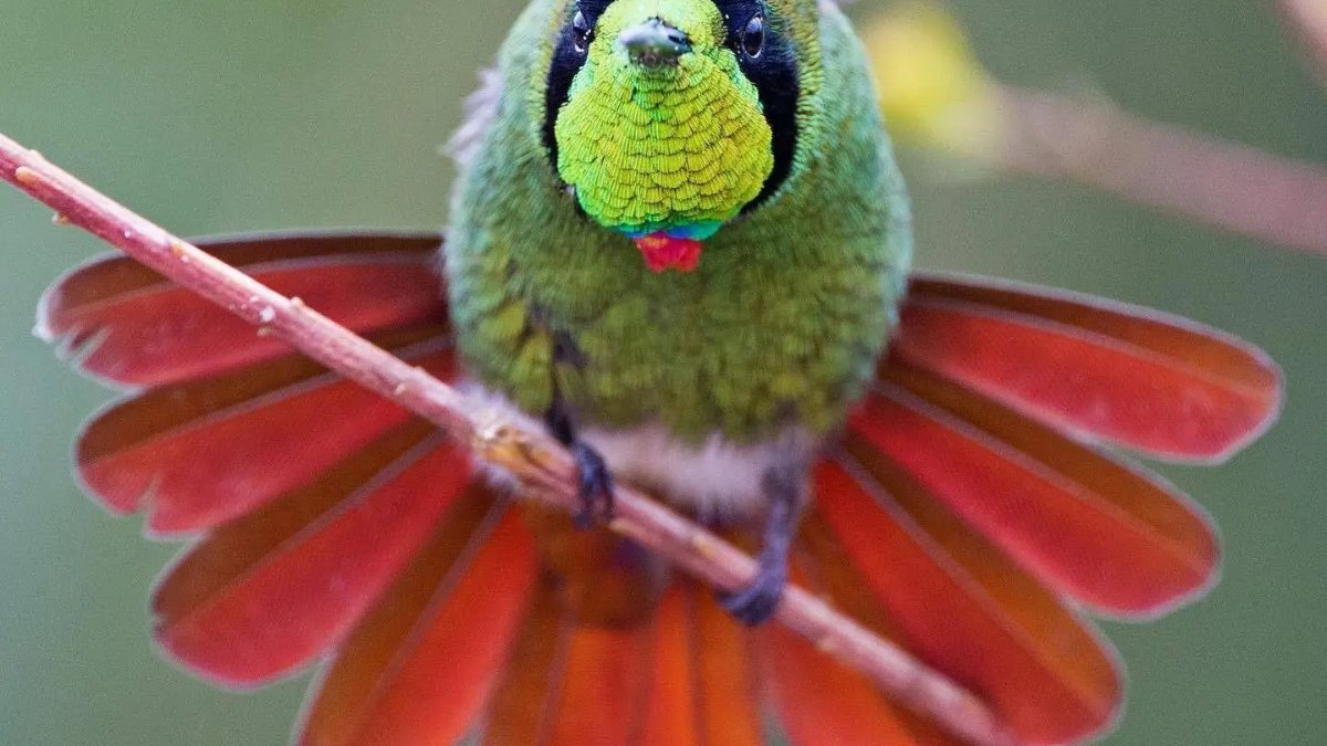 Birdwatching en la Chapada Diamantina: Observación de Aves