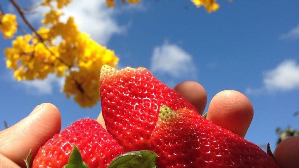 Ruta de las Frutas Rojas en la Chapada Diamantina
